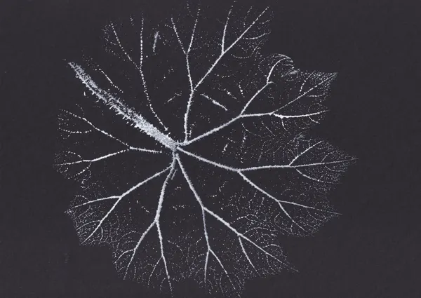 Delicate Leaf Skeleton by Maira Ribena
