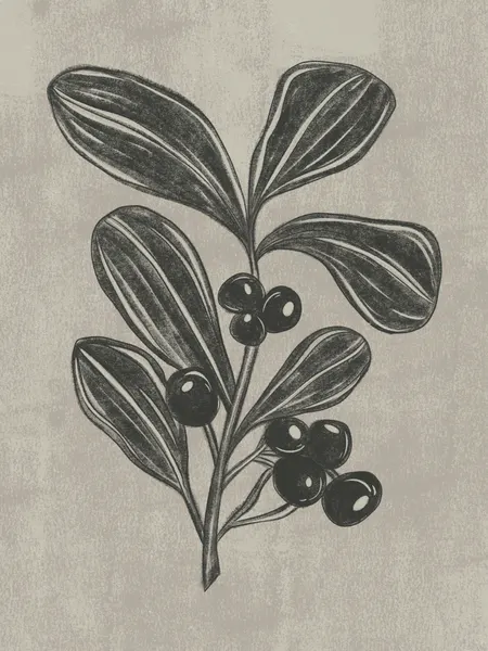 Botanical Berry Sketch by Nikita Jariwala