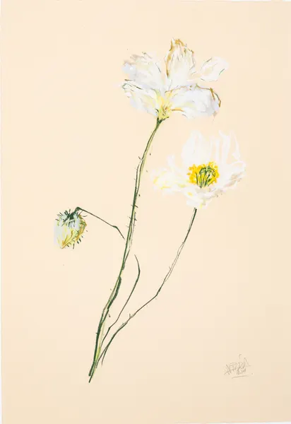 Delicate White Poppies by Mette Rix