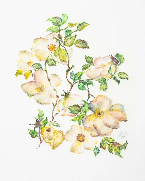 Soft White Rose Branches by Mette Rix
