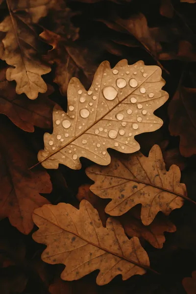 Autumnleafs by Treechild