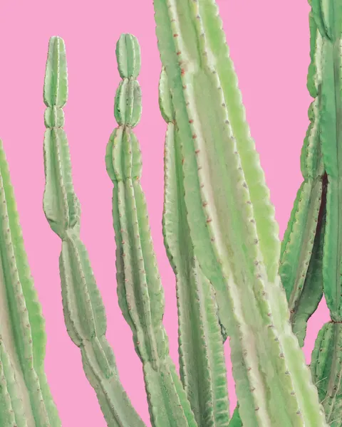 Peruvian Apple Cactus Pop Art by Tom Windeknecht