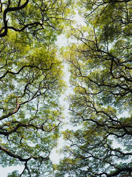 Lush Green Tree Canopy by Photolovers