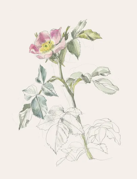 Delicate Pink Wild Rose by Catalina Somolinos