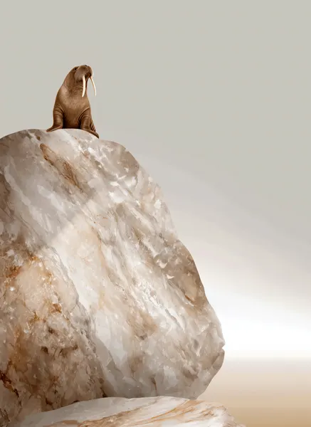 Solitary Walrus Rock by Justyna Jaszke