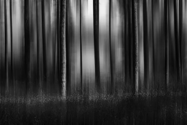 Abstract Forest Lines by Isam Telhami