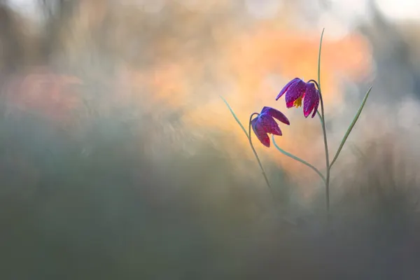 Serene Purple Fritillaries by Sebastien Blomme