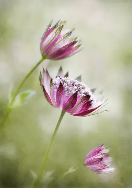 Astrantia by Mandy Disher