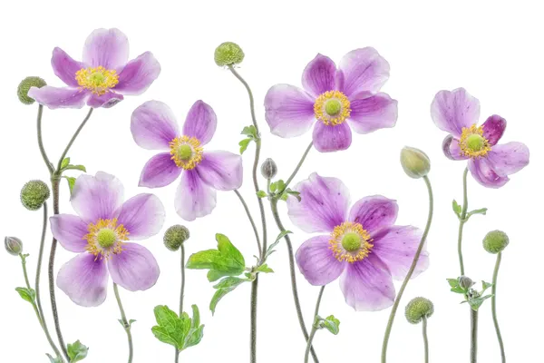 Anemone Japonica by Mandy Disher