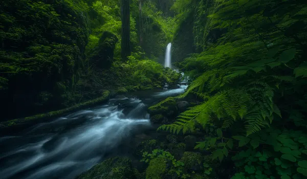 Flowing Forest Falls by Ryan Dyar
