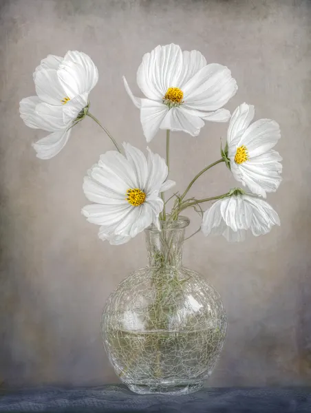 Simply Cosmos by Mandy Disher