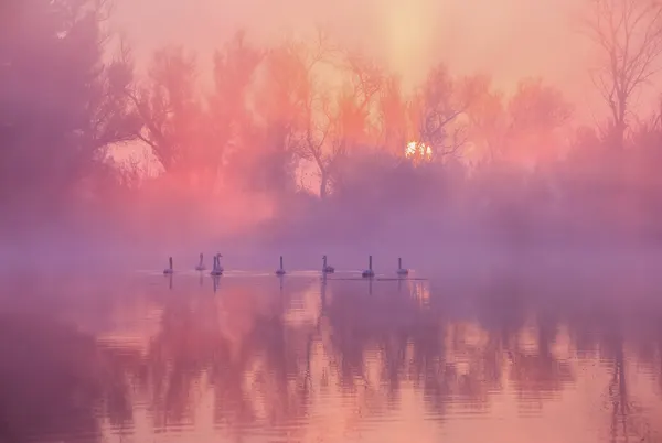 Swans Misty Morning by Wei Liu