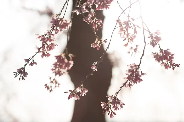 Soft Cherry Blossoms by Tsuneya Fujii