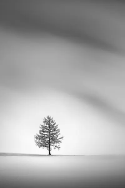 Lone Winter Tree by Jana Luo