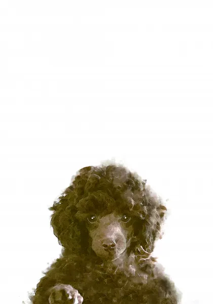 Cute Brown Poodle Puppy by Pictufy Studio II