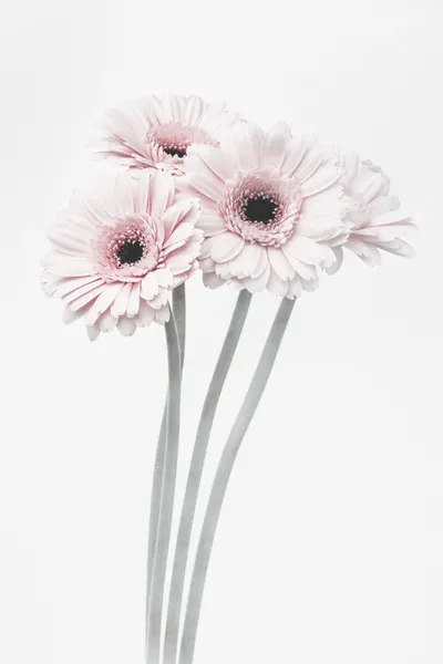 Soft Pink Gerberas by Pictufy Studio III