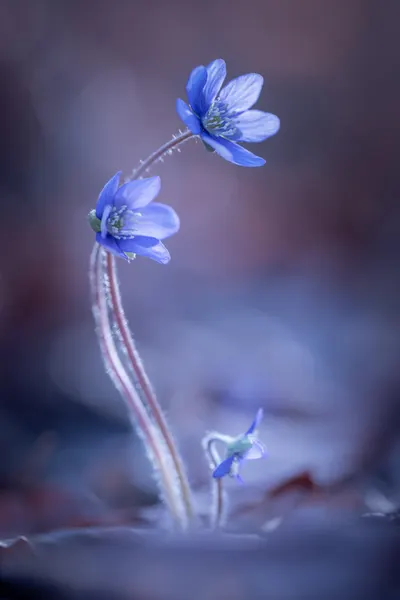 Delicate Blue Spring Flowers by Petra Dvorak