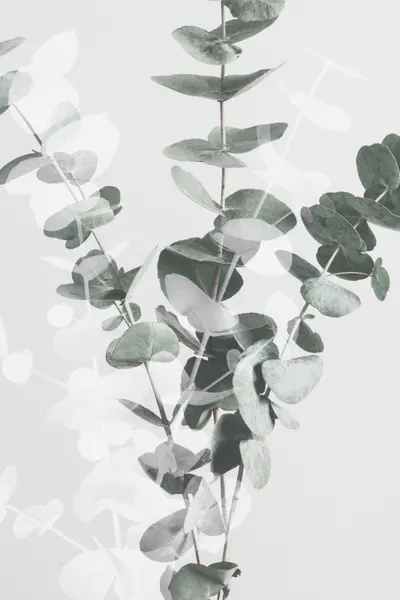 Soft Eucalyptus Branches by Pictufy Studio III