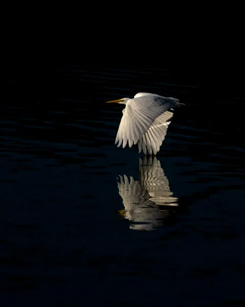 Graceful Egret Reflection by Yu Mao