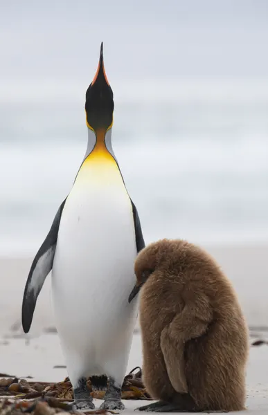 Penguin Family on Beach by Cheng Chang