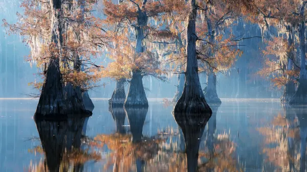 Misty Cypress Reflections by Willa Wei