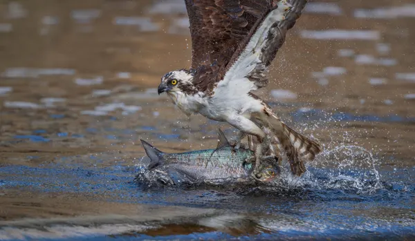 Osprey Fish Catch by Xiaobing Tian