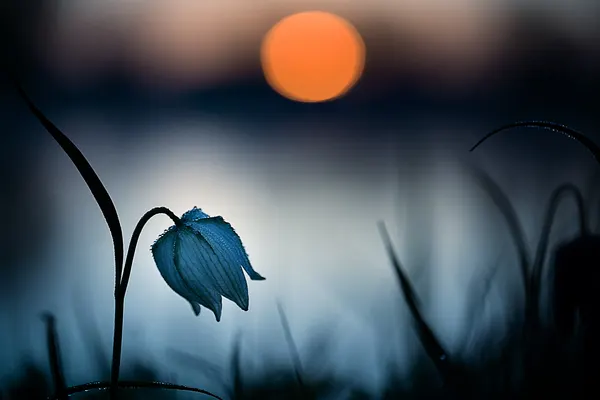 Blue Bloom Dawn Light by Wil Mijer