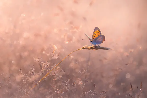 Golden Hour Butterfly by Sebastien Blomme