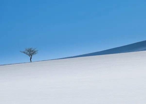 Solitary Winter Tree by Hidenori Sono