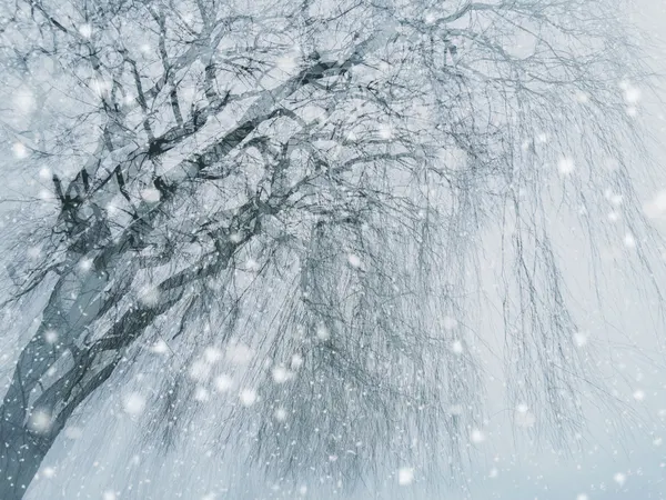 Weeping Willow Snowfall by Jasmine Zhang