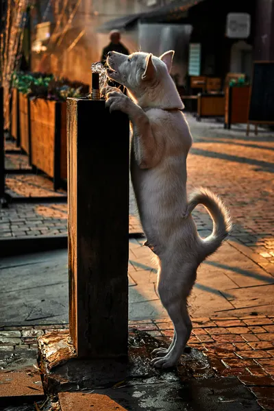 White Dog Drinking Water by Vladislav Danilov