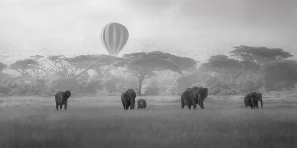 Misty Safari Elephants by Jianping Yang