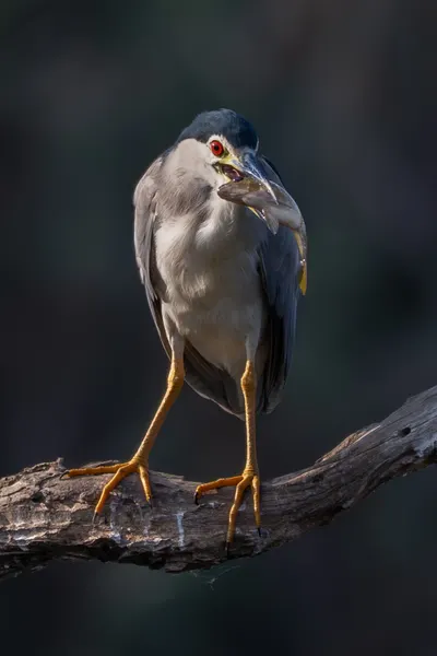 Night Heron Fishing by Guy Wilson