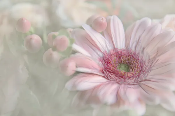 Blush Gerbera and Berries by Gilbert Claes