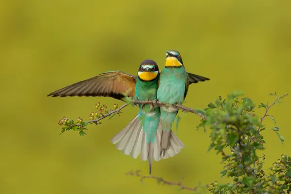 Vibrant Bee-eater Pair by Lazar Ioan Ovidiu