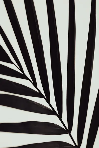 Tropical Leaf Lines by Pictufy Studio III