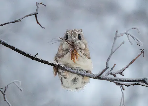 Snowy Flying Squirrel by Hidenori Sono