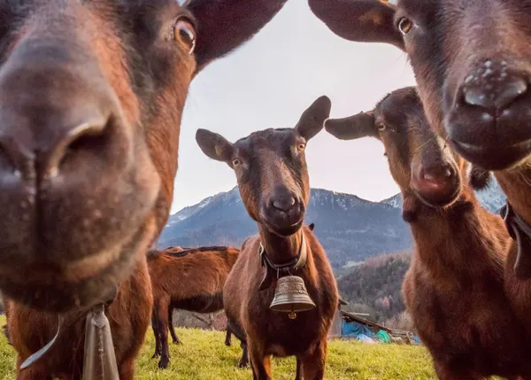 Curious Goats Close Up by Petra Dvorak