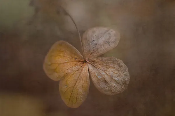 Faded Botanical Beauty by Monique Delaet