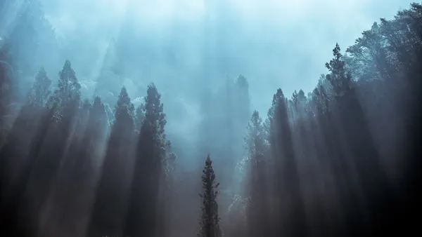 Misty Forest Sun Rays by Tsuneya Fujii