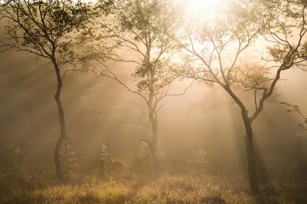 Golden Morning Mist by Masaki Sugita