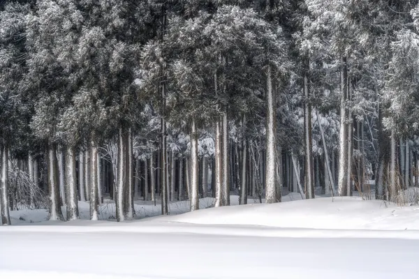 Serene Winter Forest by ik
