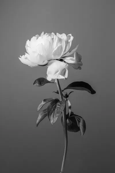 Monochrome Peony Flower by Pictufy Studio III