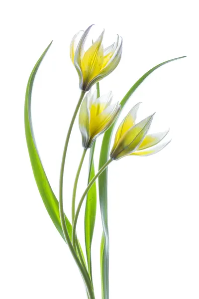 ~~Tulipa~~ by Mandy Disher