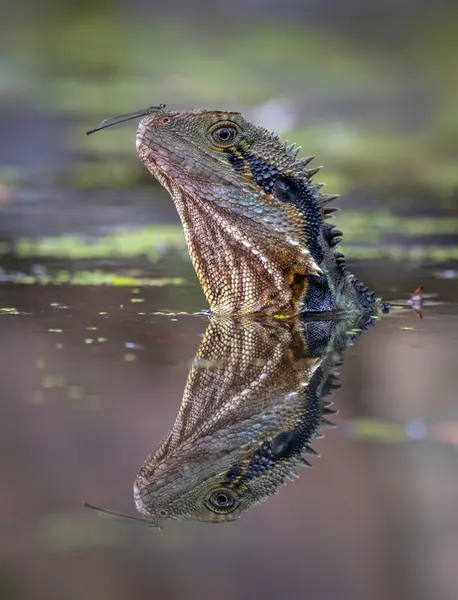 Water Dragon With Damselfly by Emanuel Papamanolis