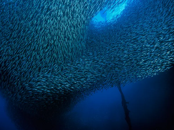 Deep Blue Fish Swirl by Henry Jager
