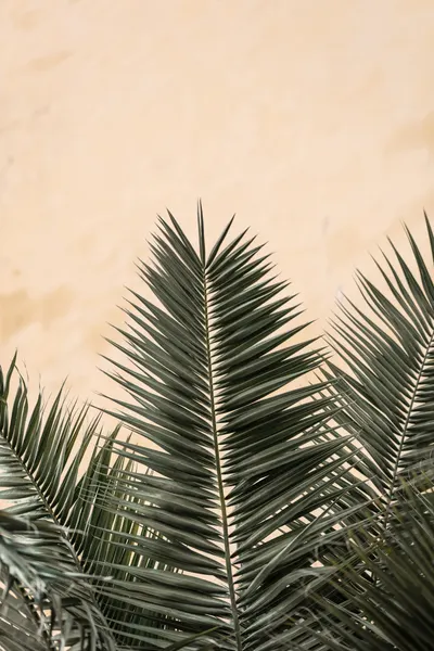 Tropical Palm Fronds by Pictufy Studio III