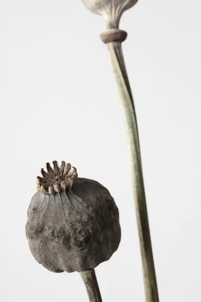 Dried Poppy Pods by Pictufy Studio III