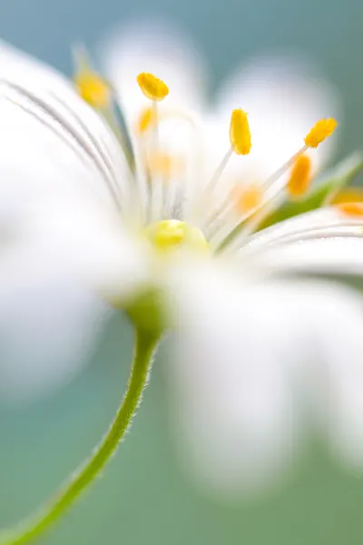 Stitchwort surprise by Mandy Disher