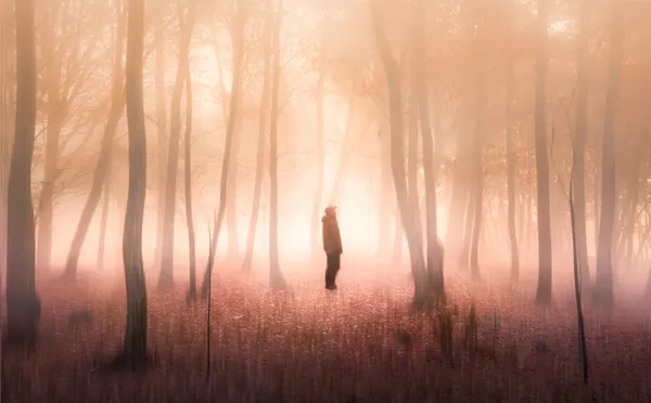 Misty Forest Solitude by Masaki Sugita